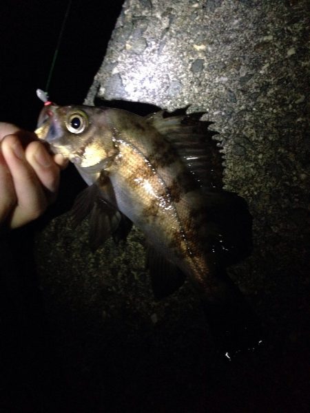 メバル調査 Vol.1