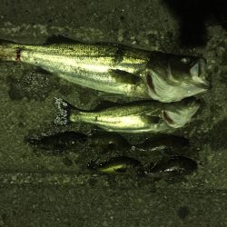 クロソイ爆釣！！&シーバス大暴れ！！