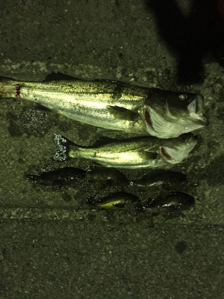 クロソイ爆釣！！&シーバス大暴れ！！