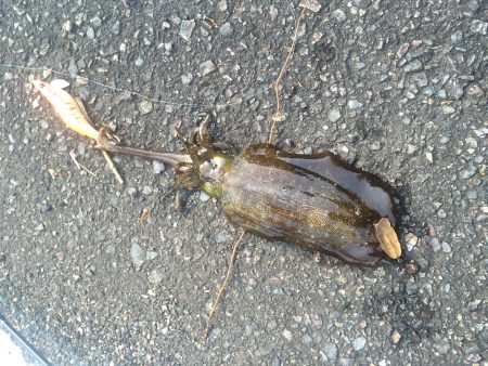 潮干狩りついでにエギング