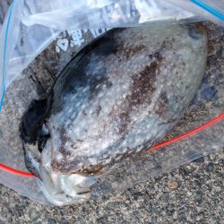 春が近づいてます