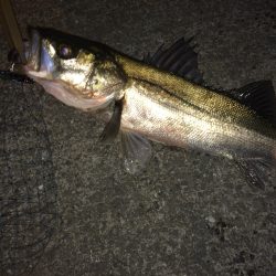 久しぶりのシーバス