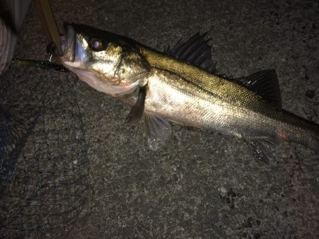 久しぶりのシーバス