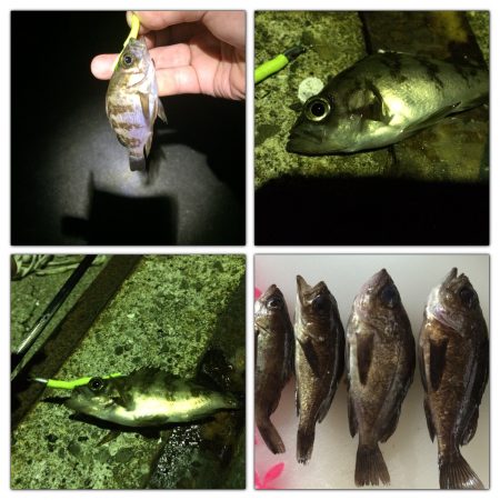 加太周辺でのメバリング