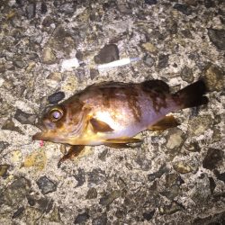 メバリングin淡路島