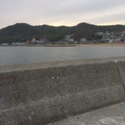 エビ撒きでアイナメ