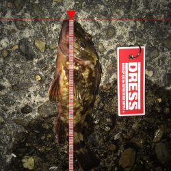 ガシラ。メバルが入れ食い⁉️⁉️⁉️⁉️