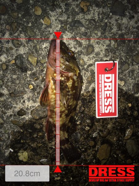 ガシラ。メバルが入れ食い⁉️⁉️⁉️⁉️