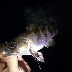 メバル調査 Vol.2