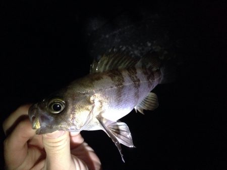 メバル調査 Vol.2