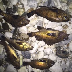 メバリング釣行