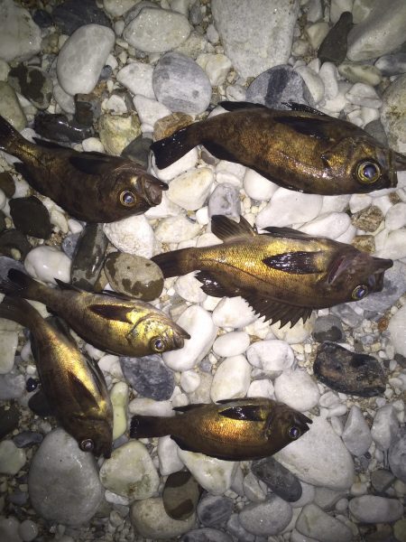 メバリング釣行