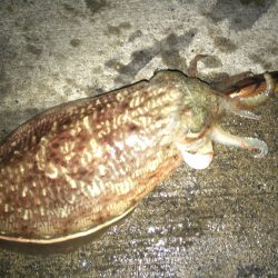 コウイカ釣れています。