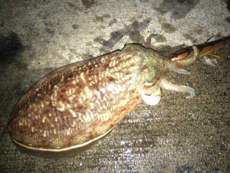 コウイカ釣れています。