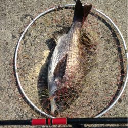 久々フカセ釣り