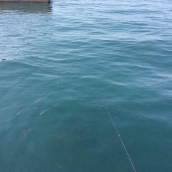 水温上がりました。