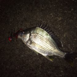 南港周辺でチニング