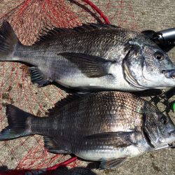 ノッコミ チヌ狙い！