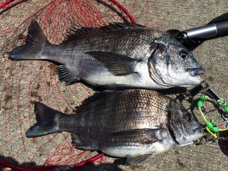 ノッコミ チヌ狙い！