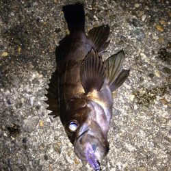 メバリングでやっと20アップ