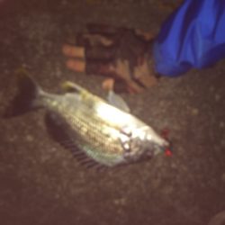 マイポイントで短時間釣行