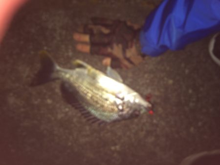 マイポイントで短時間釣行