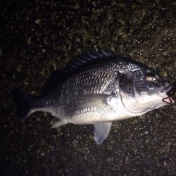 チニング釣行(*^^*)