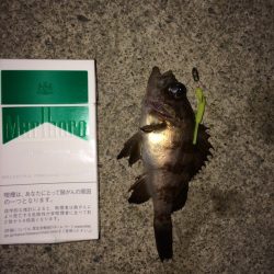 癒されるメバル君達