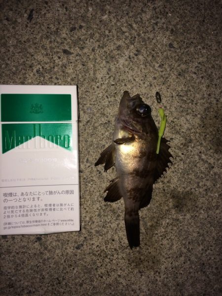 癒されるメバル君達