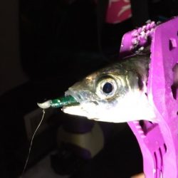 アジングラビット2015 その２