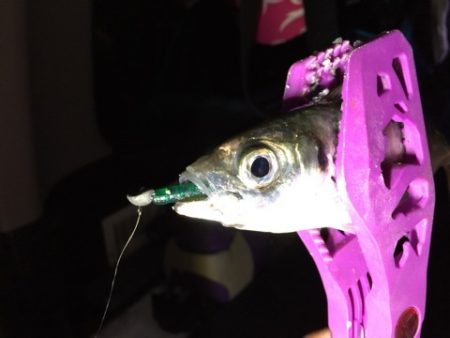 アジングラビット2015 その２