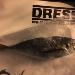 アジングラビット2015 その3