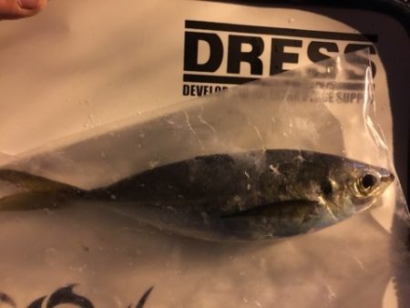 アジングラビット2015 その3