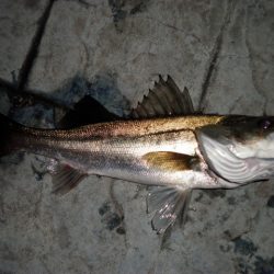 シーバスシーズン到来か