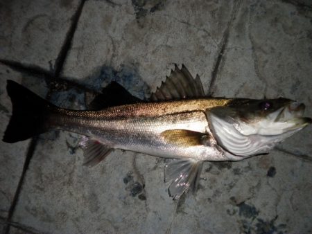 シーバスシーズン到来か