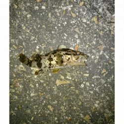 本荘人工島でのメバリング