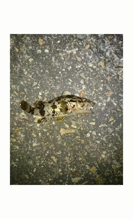 本荘人工島でのメバリング