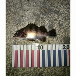 伊保港でのメバリング　今日はピンク！