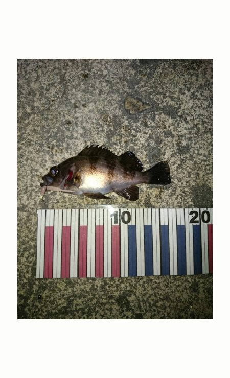 伊保港でのメバリング　今日はピンク！