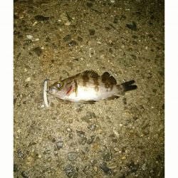 メバルすくい？