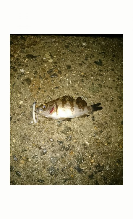 メバルすくい？