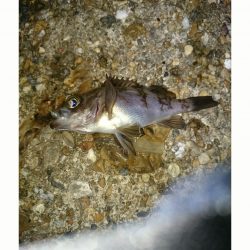 【13日東二見】めばりんぐ