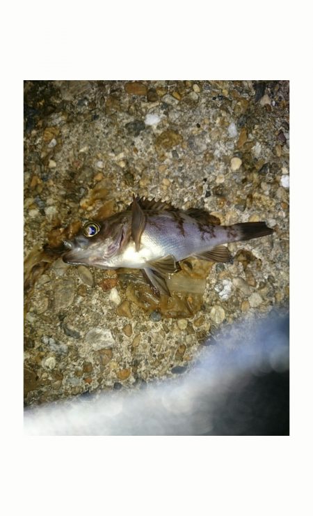 【13日東二見】めばりんぐ