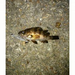 チビメバリング