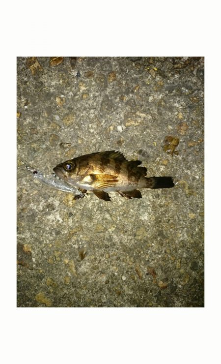 チビメバリング