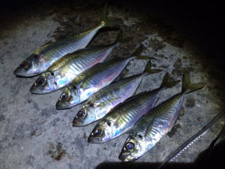 夜アジ