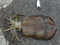 串本　ヤエンでアオリイカをゲット