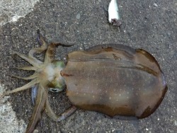 串本　ヤエンでアオリイカをゲット