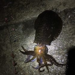 串本　ヤエンでアオリイカをゲット