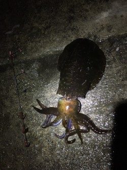 串本　ヤエンでアオリイカをゲット